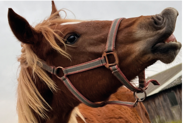 1. Platz Gewinnspiel (03/23 Herold)